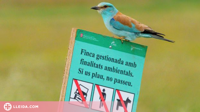 Les mesures de gestió milloren la conservació de les aus estepàries de Lleida