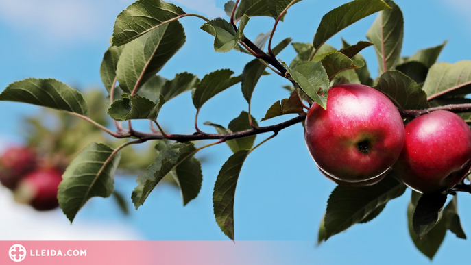 Catalunya incrementa la producció de poma i disminueix la de pera respecte al 2020