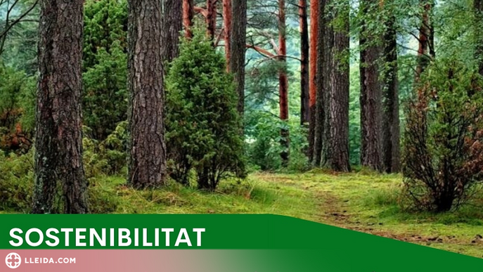 Vielha e Mijaran subhasta més de 1700 metres cúbics de biomassa forestal