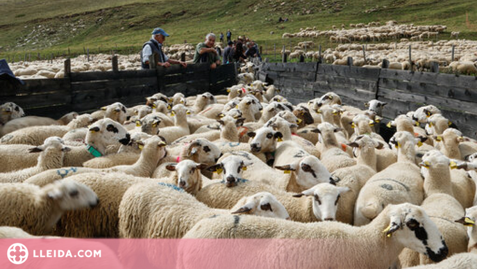 Ajuts del Govern per comprar farratges per als ramaders per falta de pastures per la sequera