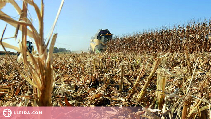 ⏯️ La campanya del panís a Ponent comença amb els millors preus dels darrers anys