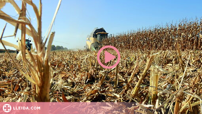 ⏯️ La campanya del panís a Ponent comença amb els millors preus dels darrers anys