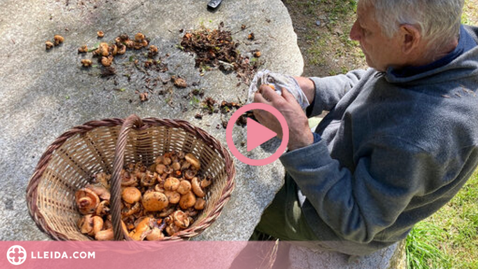 ⏯️ La temporada de bolets podria allargar-se si les pluges són "generoses"