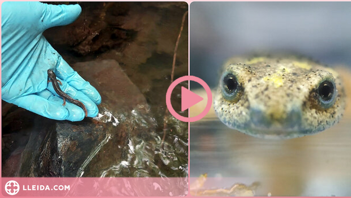 ⏯️ Alliberen a la natura més de cent tortugues i tritons en perill d'extinció