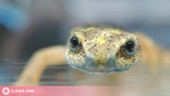 ⏯️ Alliberen a la natura més de cent tortugues i tritons en perill d'extinció