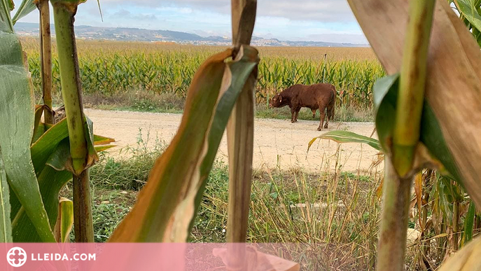 ⏯️ Capturen els vedells escapats d'una granja de la Noguera fa més de tres setmanes