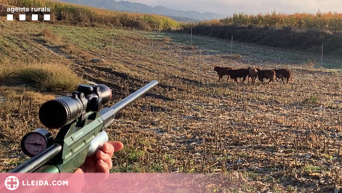 ⏯️ Capturen els vedells escapats d'una granja de la Noguera fa més de tres setmanes