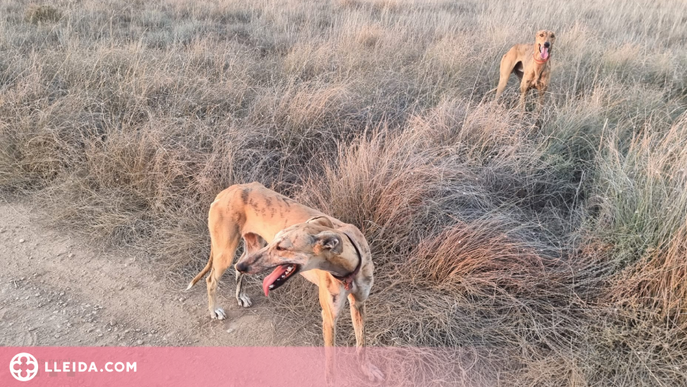 Denunciats per caçar amb gossos llebrers en una zona protegida entre el Segrià i les Garrigues