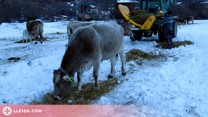 ⏯️ Les darreres nevades costaran uns 6.000 euros de mitjana a cada ramader de la Vall Ferrera