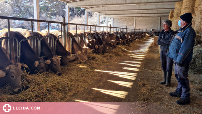 ⏯️ Les darreres nevades costaran uns 6.000 euros de mitjana a cada ramader de la Vall Ferrera
