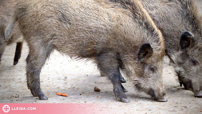Denunciat per matar un porc senglar de manera il·legal