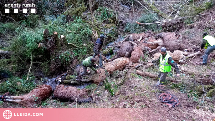 ⏯️ Retiren els quinze cavalls morts per l'atac de gossos salvatges al Pallars Sobirà