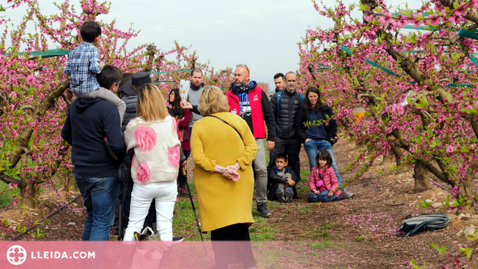 Aitona tanca una campanya de la floració de rècord amb 24.000 visitants
