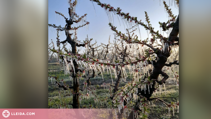 La gelada d'aquesta matinada provoca "pèrdues importants" a la fruita dolça de Ponent