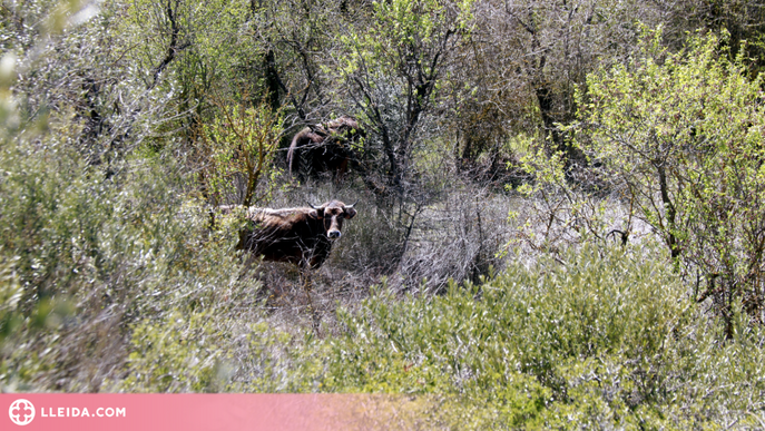 ⏯️ La ramaderia extensiva torna a la Vall del Corb