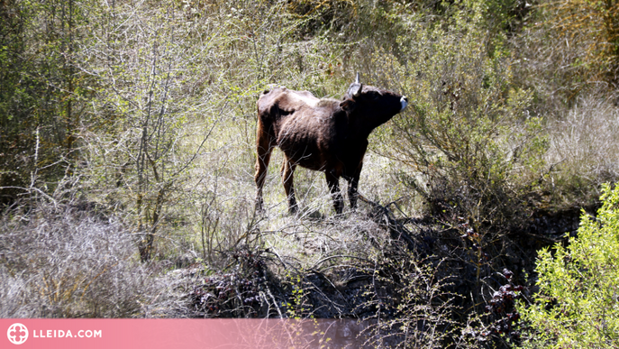 ⏯️ La ramaderia extensiva torna a la Vall del Corb