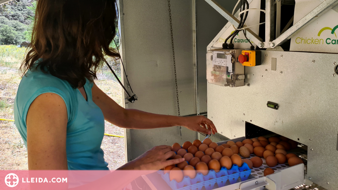 ⏯️ El Pallars Sobirà compta amb la primera 'caravana de gallines' de Catalunya