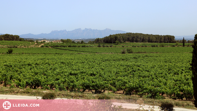 La ruta del vi de Lleida en quinzena posició amb 29.980 visitants 