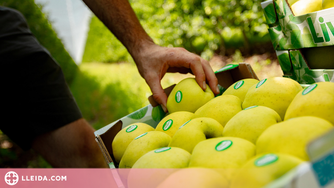 Un conegut grup fruiter lleidatà estima produir un 45% menys de poma a causa de les galeades d'abril