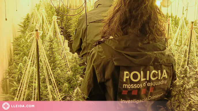 Desarticulat un grup criminal dedicat al cultiu de marihuana a les comarques lleidatanes
