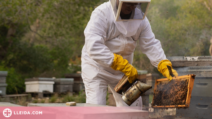 JARC demana suport per delcarar l'apicultura com Patrimoni Immaterial de la Humanitat