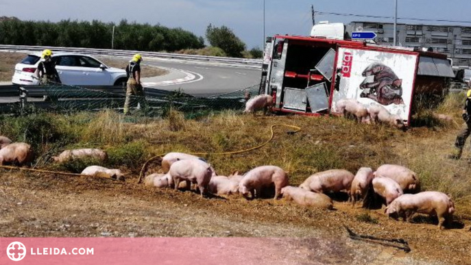 Diversos animals morts i un conductor ferit lleu al Segrià en bolcar un camió que transportava porcs
