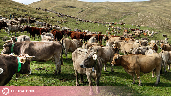 ⏯️ Uns 30 ramaders recullen les 1.200 vaques que han passat l'estiu a la muntanya de Llessui