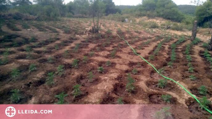 Desmantellen dues plantacions de marihuana a Camarasa i Juncosa