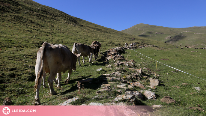 La UE declara Catalunya com a zona oficialment lliure de tuberculosis bovina