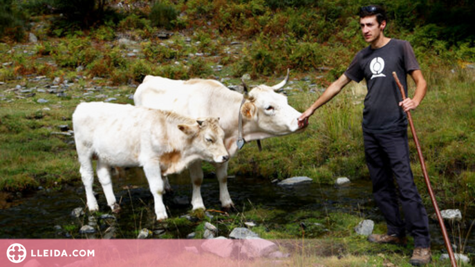 ⏯️ La vaca pallaresa ja supera els 60 animals i la seva carn aviat es trobarà a les carnisseries