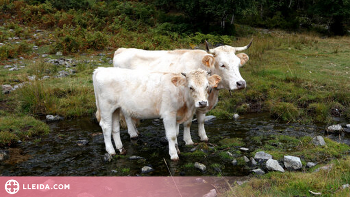 ⏯️ La vaca pallaresa ja supera els 60 animals i la seva carn aviat es trobarà a les carnisseries