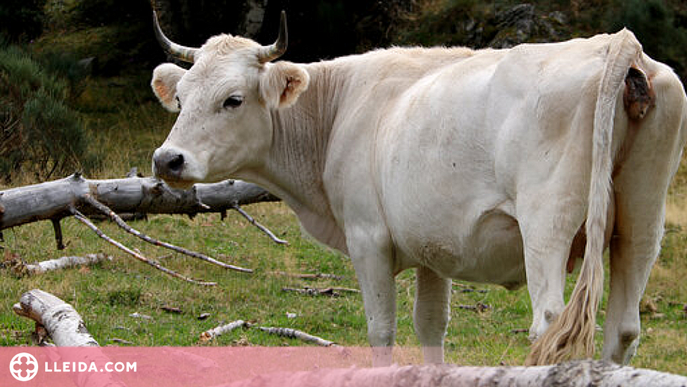 ⏯️ La vaca pallaresa ja supera els 60 animals i la seva carn aviat es trobarà a les carnisseries