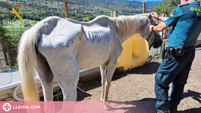 ⏯️ Troben animals que malvivien en una granja il·legal a l'Alt Urgell