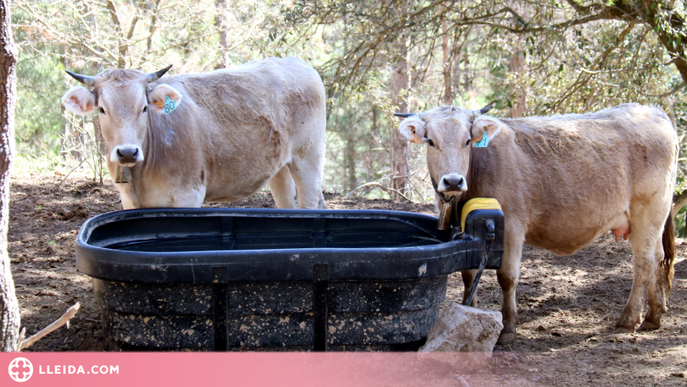 ⏯️ La sequera farà desaparèixer explotacions ramaderes i agrícoles: "Està en joc la sobirania alimentària"