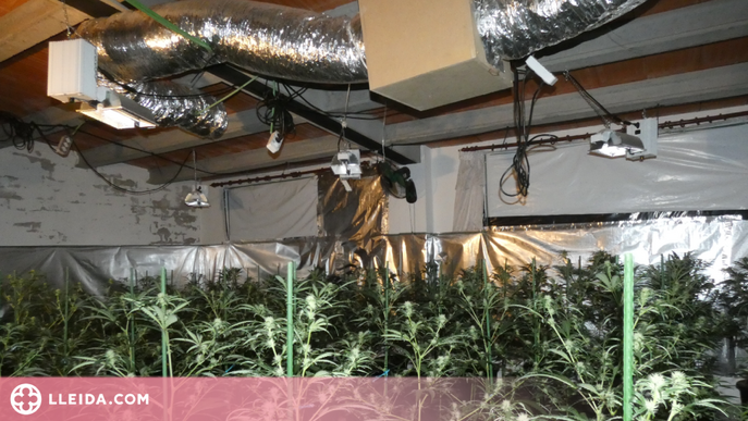 Detinguda a la Segarra per cultivar marihuana a casa i tenir la llum punxada