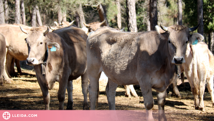 ⏯️ La sequera farà desaparèixer explotacions ramaderes i agrícoles: "Està en joc la sobirania alimentària"