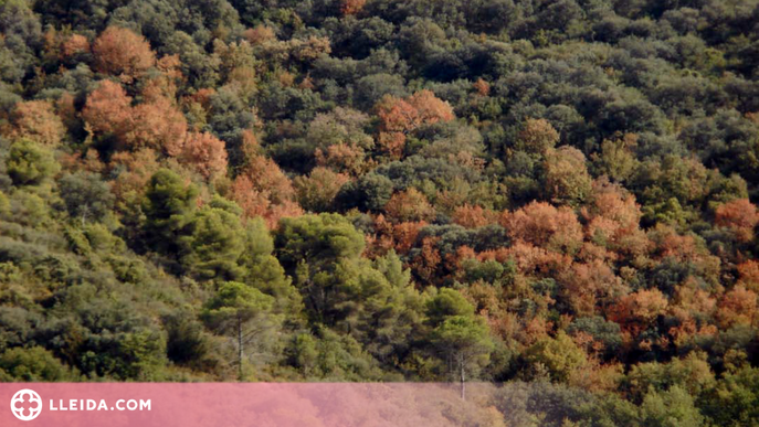 15.000 hectàrees de boscos catalans empitjoren per la sequera del 2021