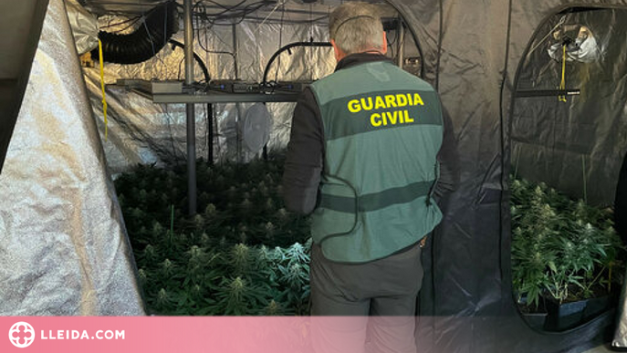 Desmantellen un cultiu 'indoor' de marihuana i intercepten un camió amb 44 kg de cabdells