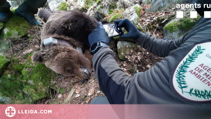 Les escoltes telefòniques per la mort de l'ós Cachou destapen la xarxa de tràfic de drogues a Vielha