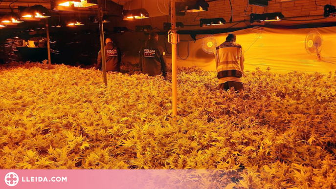 A presó cinc homes per gestionar una plantació de marihuana amb més de 7.000 plantes