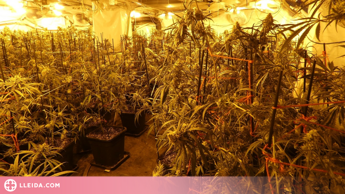 Desmantellen a les Garrigues un cultiu amb més de 200 plantes de marihuana