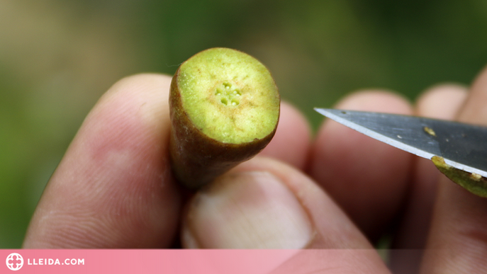 ⏯️ La campanya de la fruita tindrà la menor producció dels darrers 40 anys