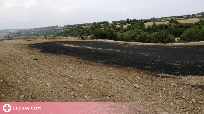 Crema una hectàrea de vegetació agrícola a la Segarra