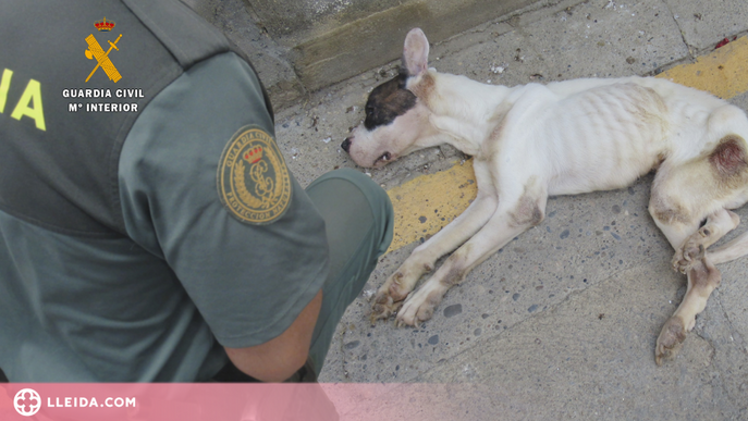 Investiguen una dona per maltracte animal a Fraga