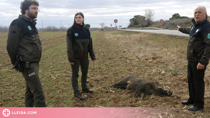 ⏯️ Prova pilot dels Agents Rurals a Lleida per reduir els accidents per atropellament de fauna salvatge