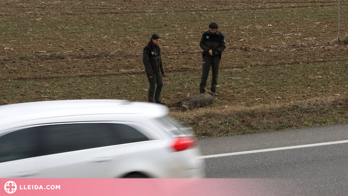 ⏯️ Prova pilot dels Agents Rurals a Lleida per reduir els accidents per atropellament de fauna salvatge