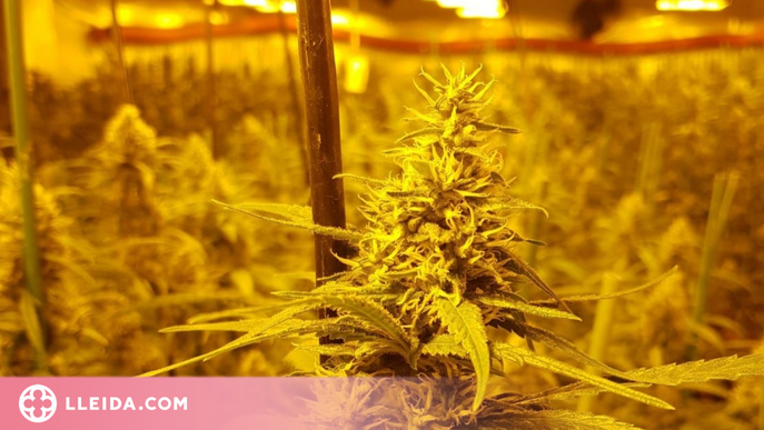 Detinguts per cultivar més de 1.500 plantes de marihuana a la Segarra