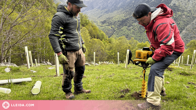 ⏯️ Planten milers d'arbres fruiters al Pallars Sobirà per alimentar l'os i allunyar-lo dels pobles