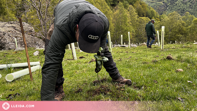 ⏯️ Planten milers d'arbres fruiters al Pallars Sobirà per alimentar l'os i allunyar-lo dels pobles