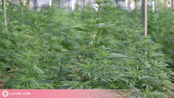 ⏯️ Localitzen més de 1.800 plantes de marihuana en hivernacles a Almatret